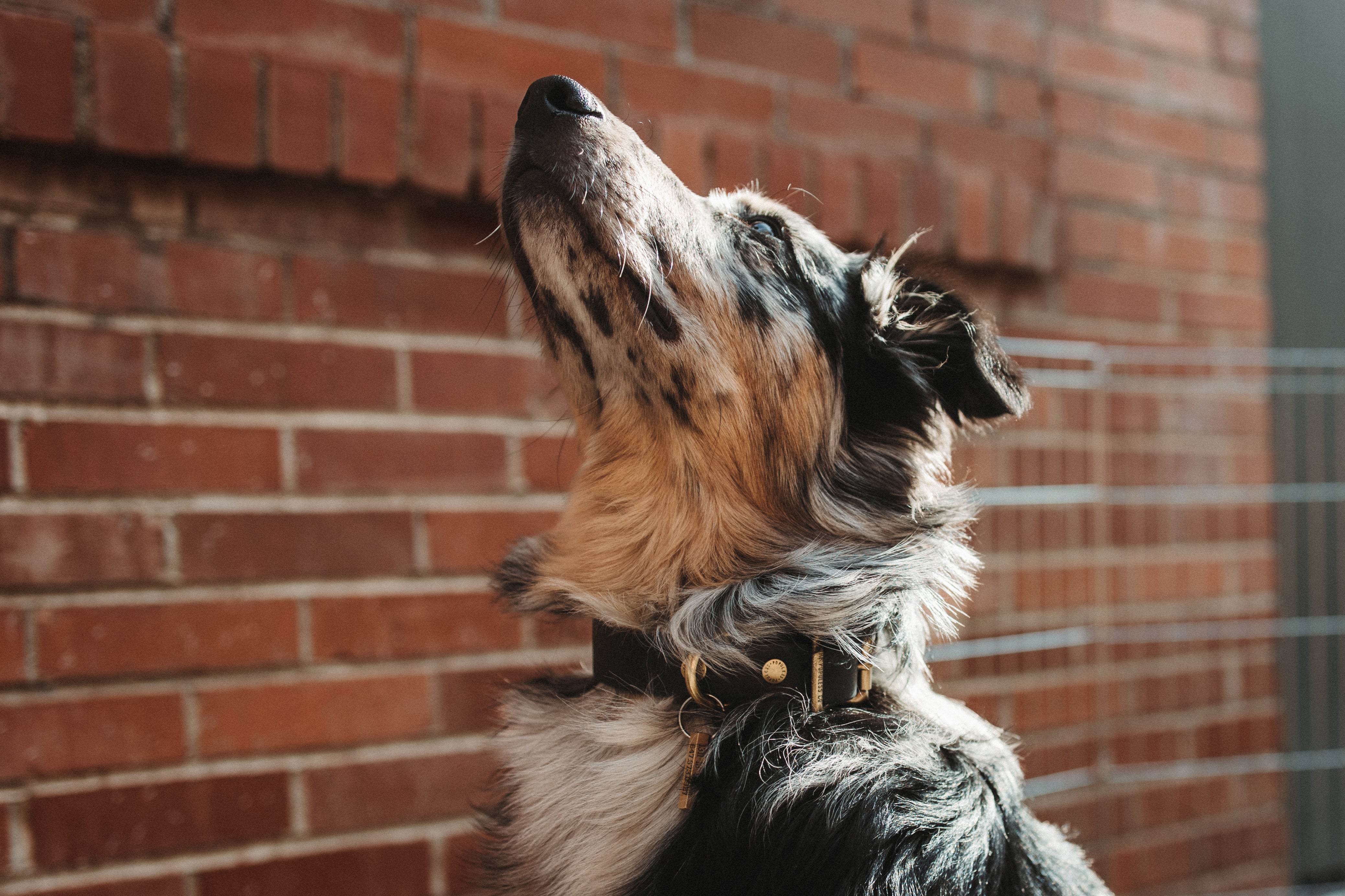 The Marv - Dog Collar - Rio Latigo