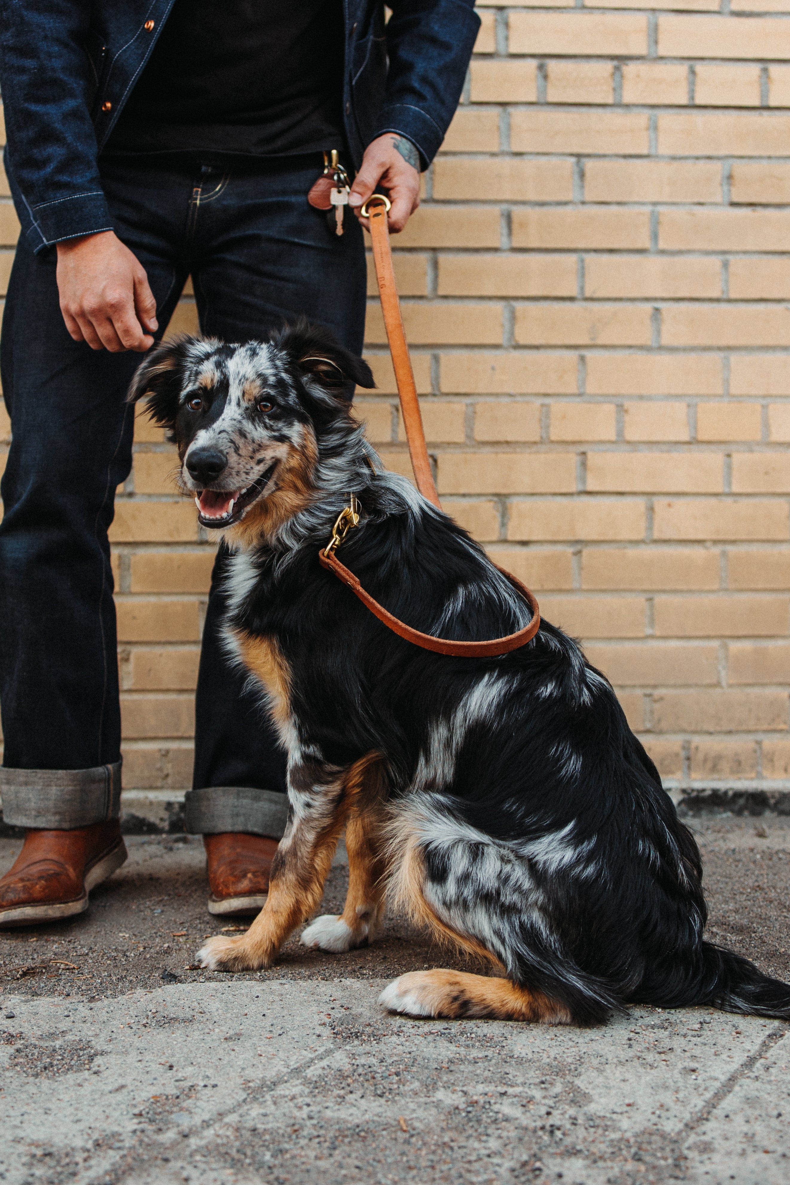 The Jake - Dog Leash - Brown