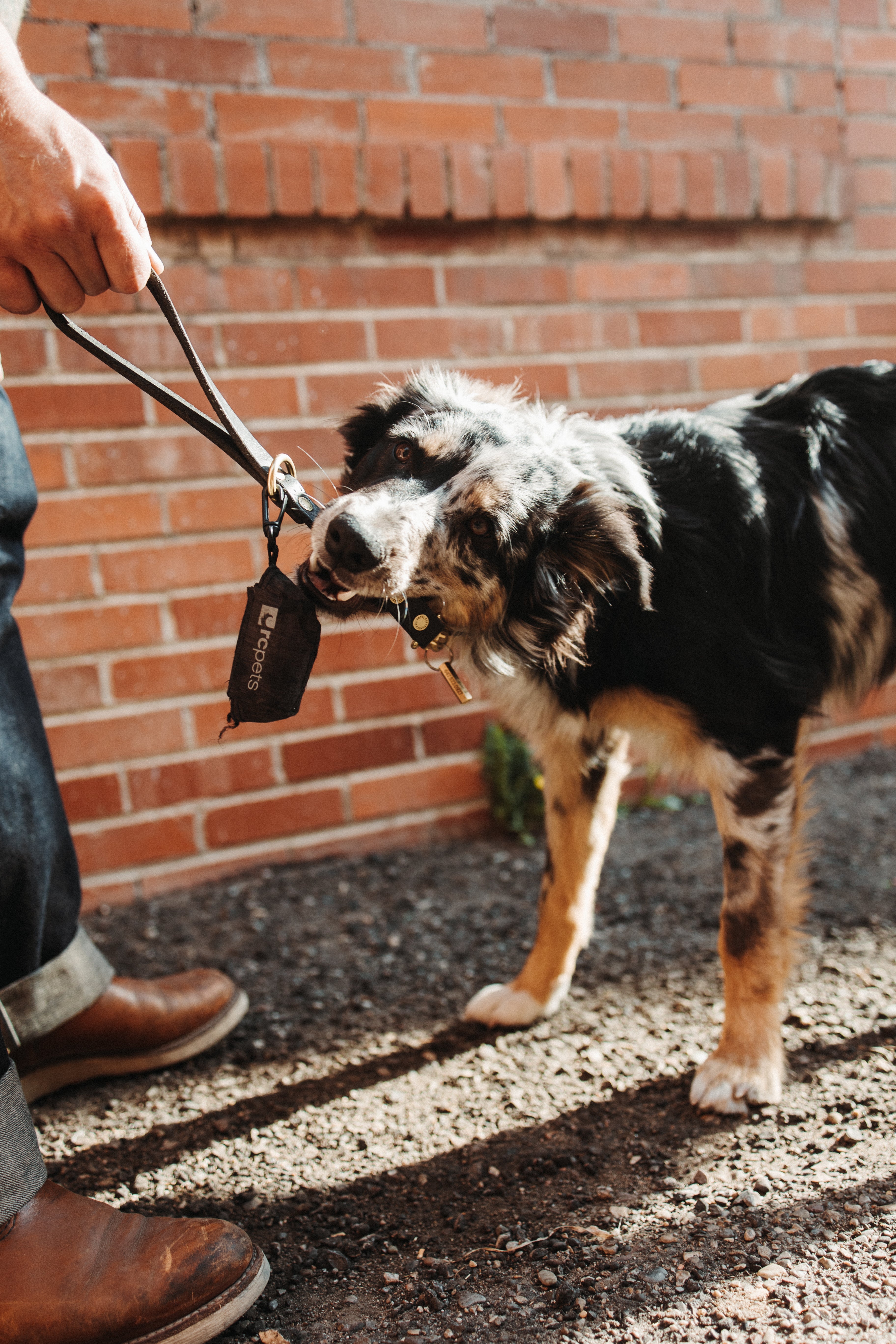 The Gus - Dog Lead - Brown